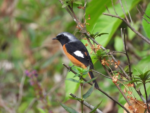 Daurian Redstart